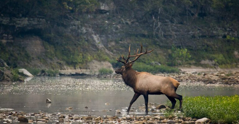 13 Places To Spot Elk Across America