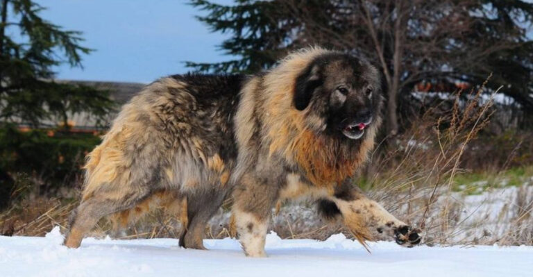 13 Powerful Dog Breeds That Can Easily Take Down A Jackal