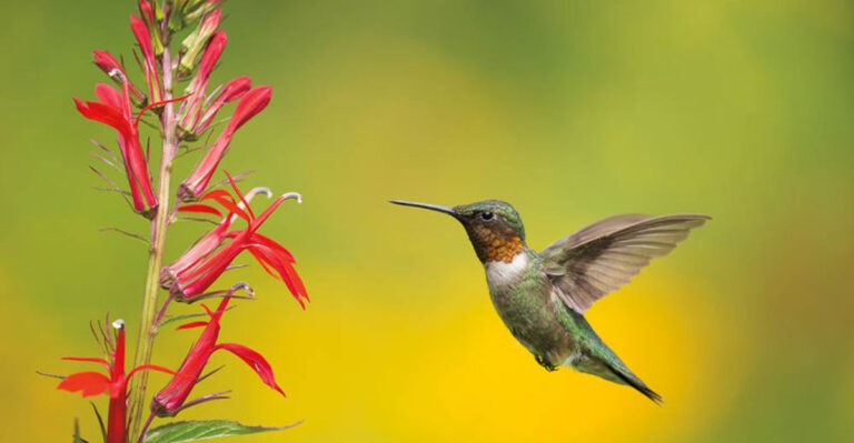 13 Proven Hummingbird Photography Tips