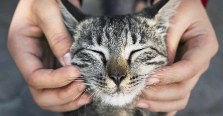 13 Reasons Cats Are Emotionally Safer Companions Than Dogs
