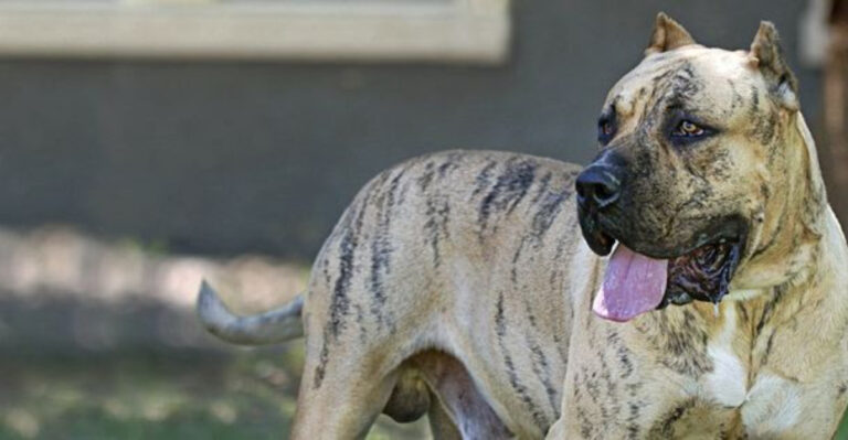 13 Reasons The Presa Canario Might Be A Tough Fit For Some Owners