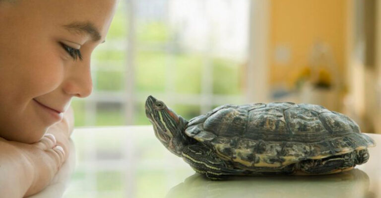 13 Reasons Turtles Can Make The Best Pets
