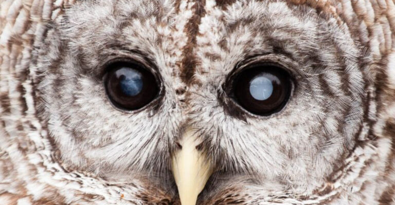 13 Reasons Why Owls Are Feared In African And Native American Folklore