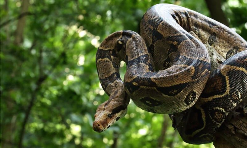 Largest Recorded Boa Constrictor