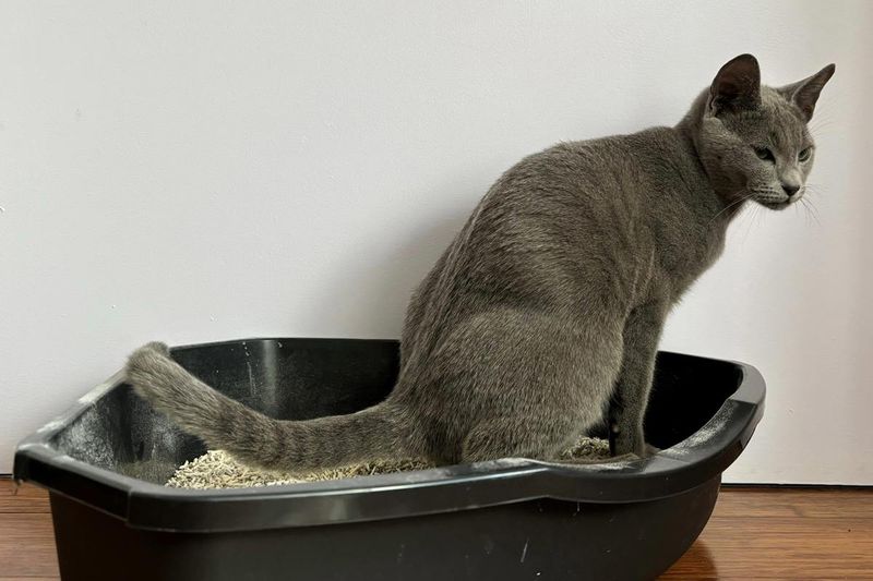 Straining In The Litter Box