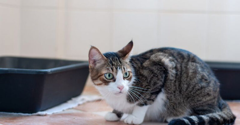 13 Signs, Causes, And Remedies For Constipation In Cats
