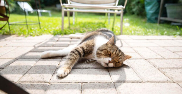 13 Signs It's Too Hot To Let Your Cat Outside
