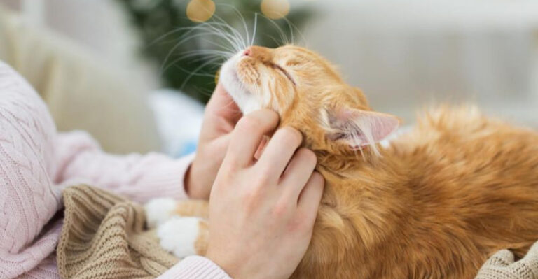 13 Signs Your Cat Trusts You More Than Anyone Else In The Household