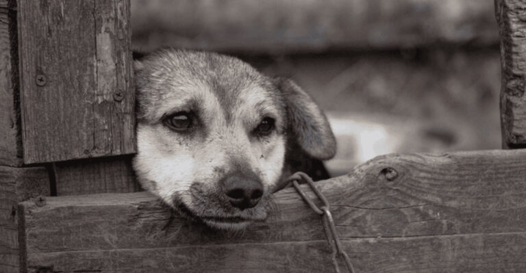 13 Signs You’re Not Taking Proper Care Of Your Dog