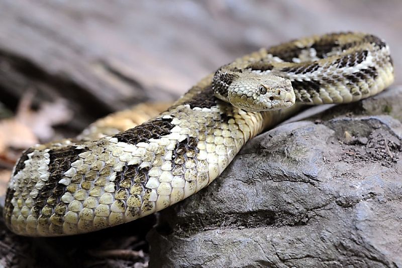 Eastern Timber Rattlesnake