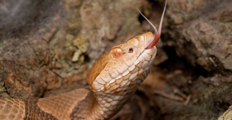 13 Snakes You Might Encounter On Your Hike Along The Appalachian Trail
