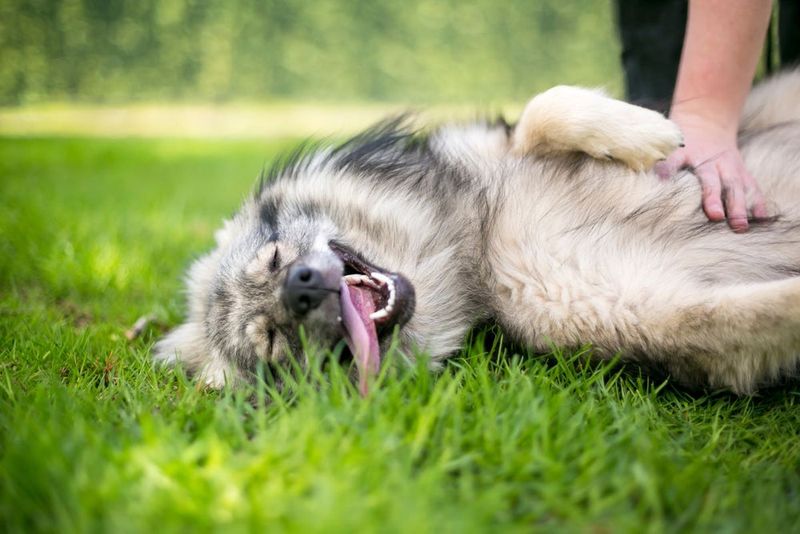 Belly Rubs That Last Forever