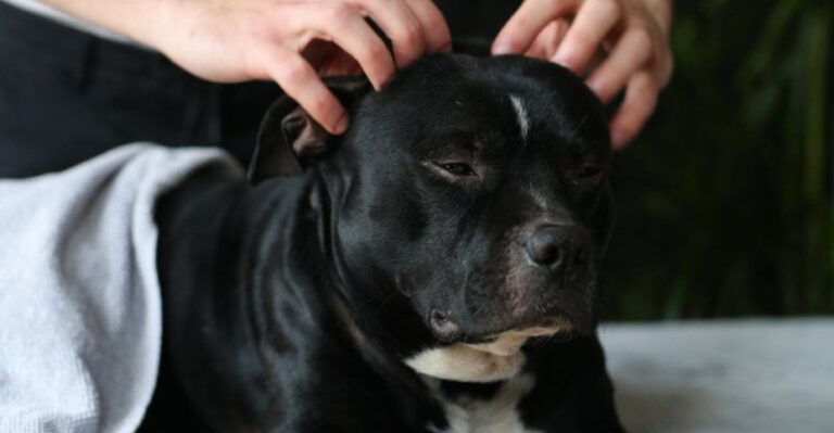 13 Things Dogs Love That Most Owners Don’t Do Enough