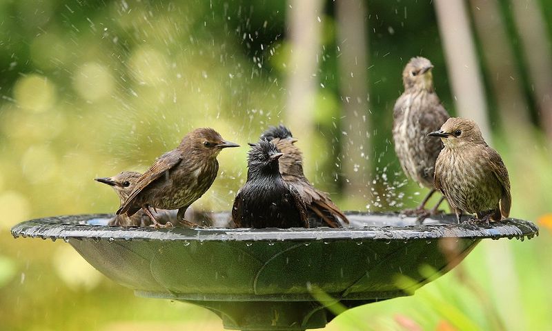 Fresh Water Sources