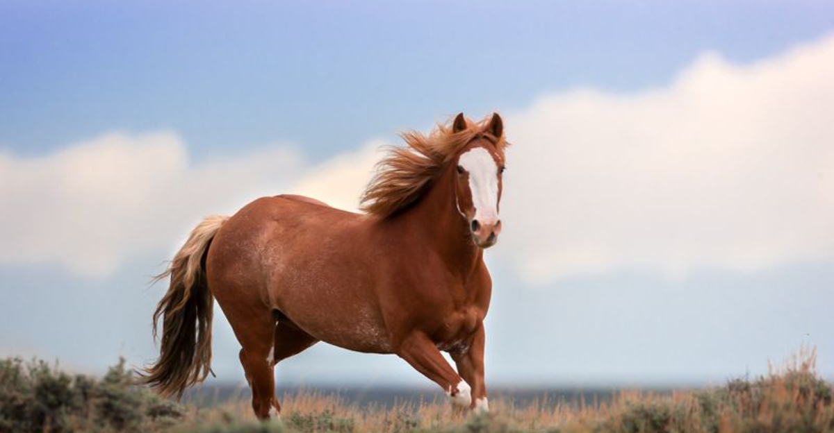 13 Things Horses Love That Most Owners Don't Do Enough