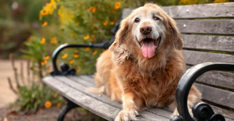13 Things Pet Owners Will Never Regret Doing For Their Pet’s Last Days