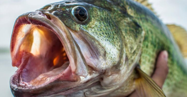 13 Things That Instantly Annoy Every Bass Fisherman