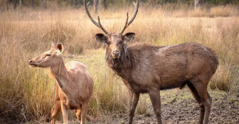 13 Things That Make The Sambar Deer A Survival Specialist