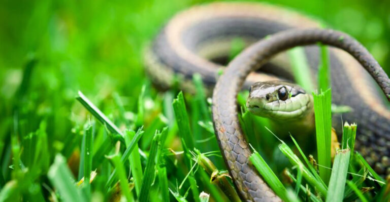 13 Things That Roll Out The Welcome Mat For Snakes