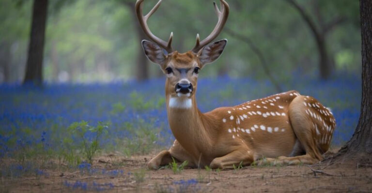 13 Things You Need To Know About Axis Deer Now Running Wild In Texas