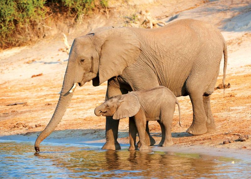 Elephants Sensing Tsunamis Before They Strike