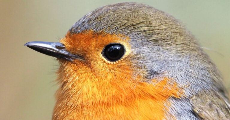 13 Times Animal Instincts Defied Science