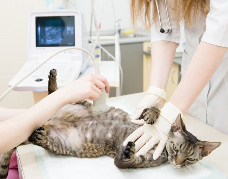 Schedule A Veterinary Check-up