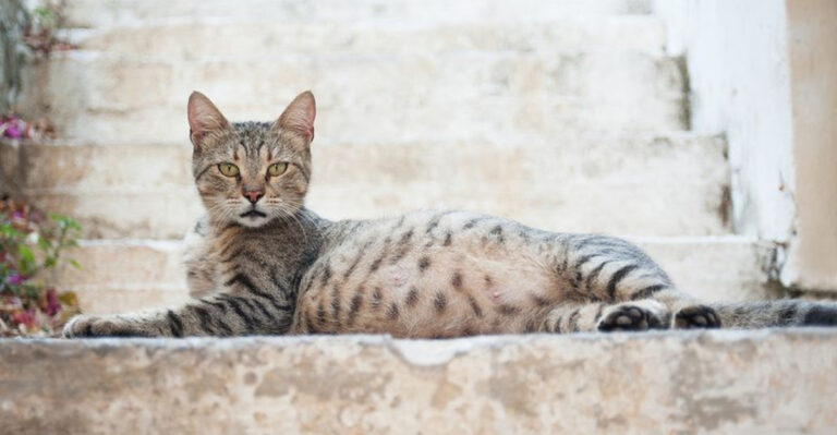 13 Tips For Caring For A Pregnant Cat