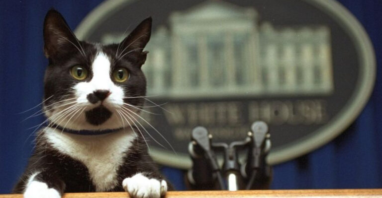 13 Tributes To Life-Changing Cats