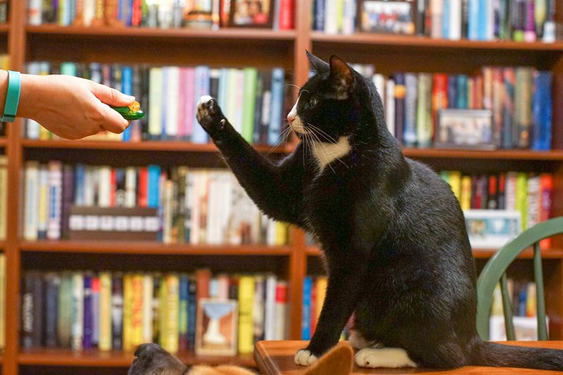 Clicker Training Opens New Doors