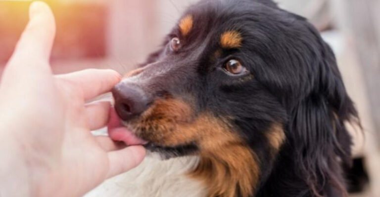 13 Ways Dogs Respond When You’re Stressed