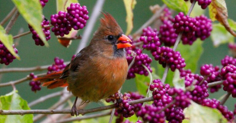 13 Ways To Attract Birds To Your Yard Other Than Hanging A Birdhouse