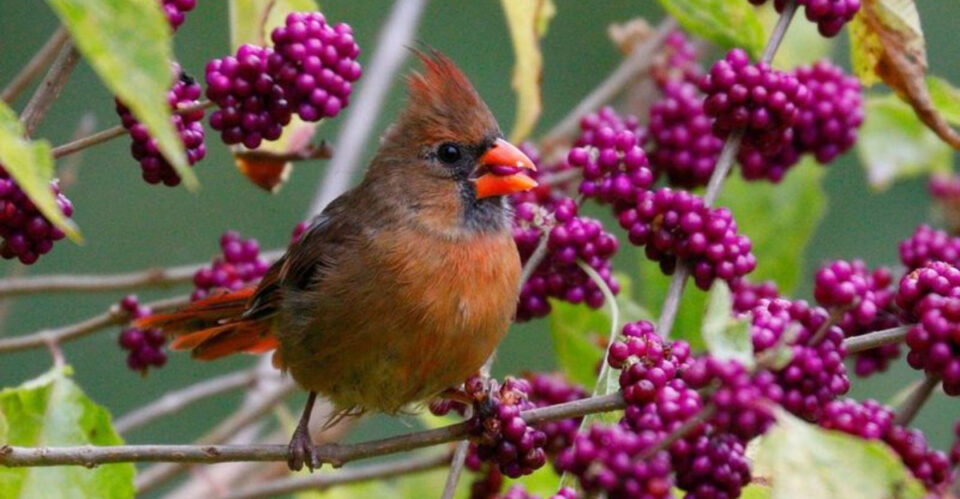 13 Ways To Attract Birds To Your Yard Other Than Hanging A Birdhouse