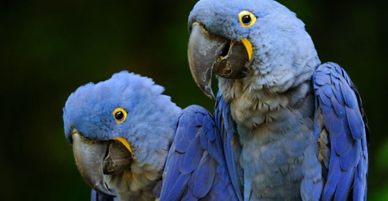 13 Ways To Help Save Endangered Parrot Species