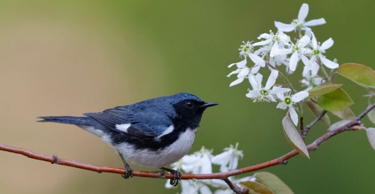13 Ways To Protect Your Backyard Birds