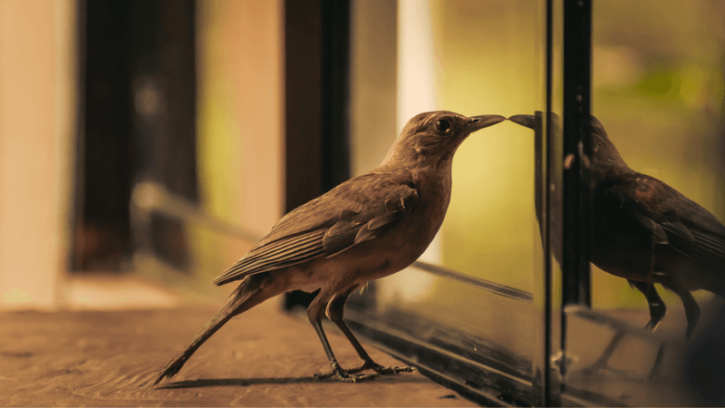 Install Bird-Friendly Windows