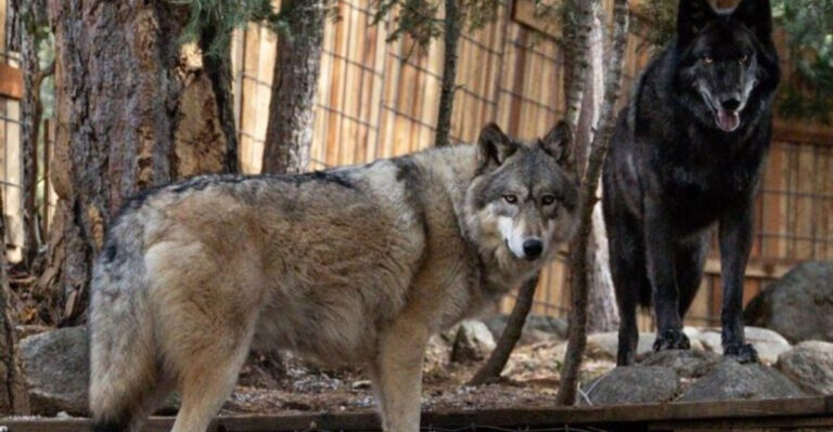 13 Wild Animals People Mistakenly Think Can Be Tamed As Pets