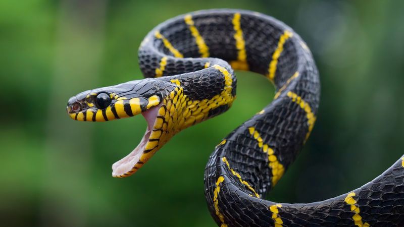 Mangrove Snake (Boiga Dendrophila)
