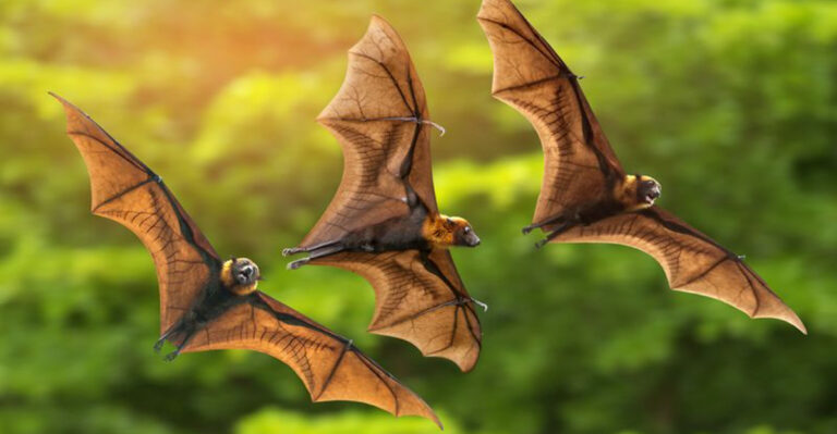 13 Wild Creatures People Often Misunderstand And Why