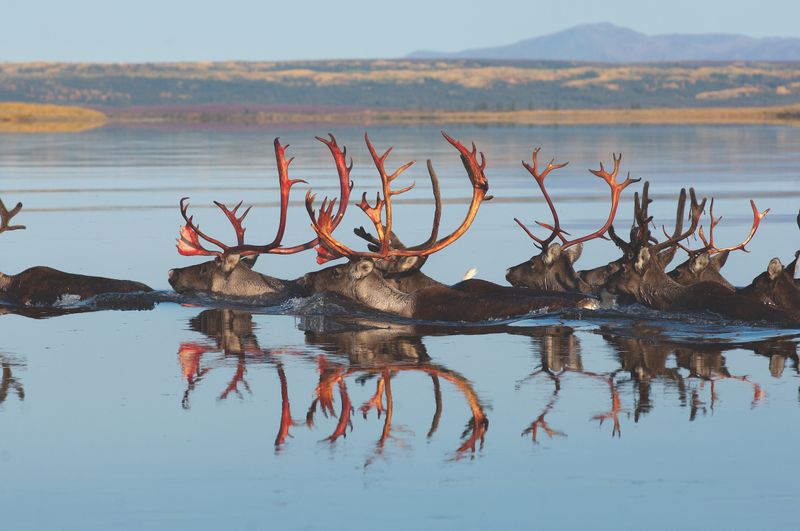 Marathon Champions Of The Animal Kingdom