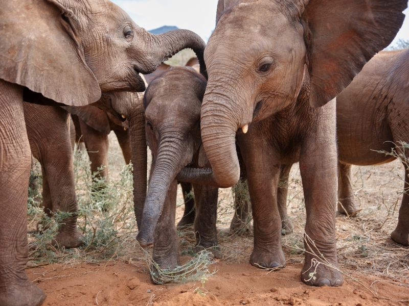 Elephants
