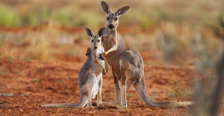 13 Wild Species That Handle Stress Better Than Humans