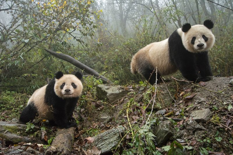 Giant Pandas Reach Record Numbers