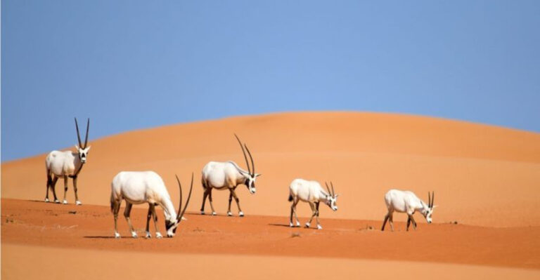 13 Wildlife Species Making A Strong Comeback In 2025