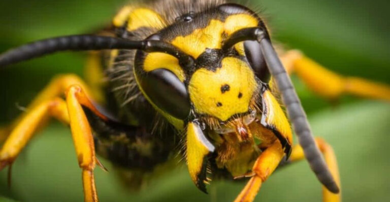 13 Yellow-Colored Animals That Are Far More Dangerous Than They Look