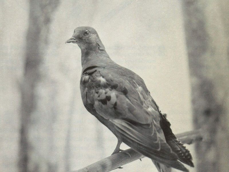 Passenger Pigeon: From Billions To None