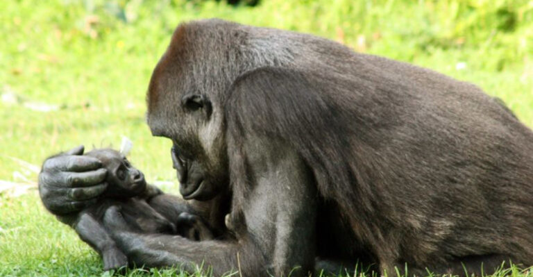 14 Animals That Grieve In Surprising Ways