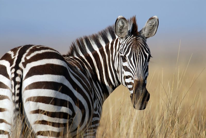 Zebras: Striped Stallions That Escaped The Bridle