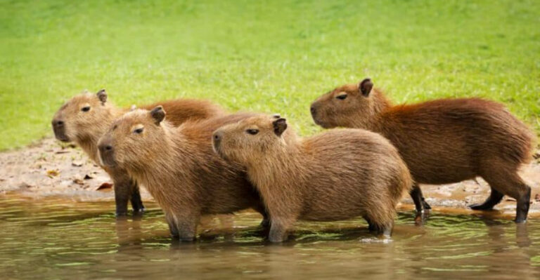 14 Animals That Weren't Domesticated - But Could Have Been