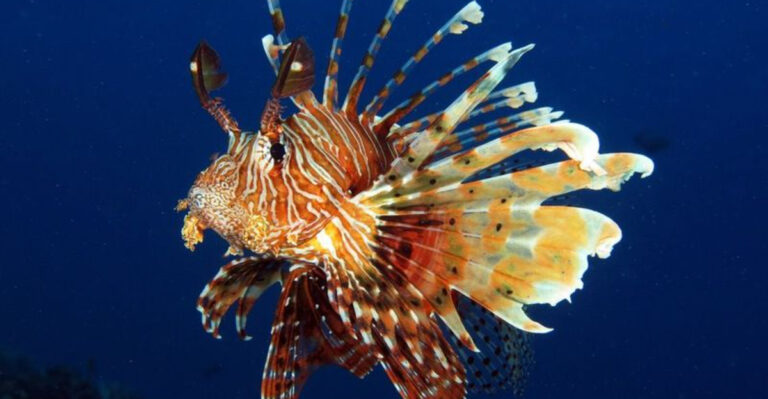 14 Animals You'd Never Guess Are Poisonous (But They Are)